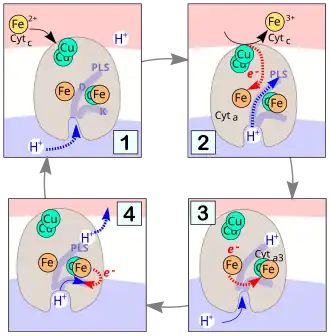 Механизм транспорта протонов.