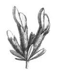 Cytisopsis dorycniifolia