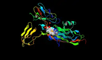 Цитохром f из Spinácia olerácea (снизу) восстанавливает пластоцианин (сверху). Синим в центре показаны две альфа-спирали, справа - бета-сэндвич. Светло-вишнёвым показан атом меди. Трансмембранный домен цитохрома f не показан.