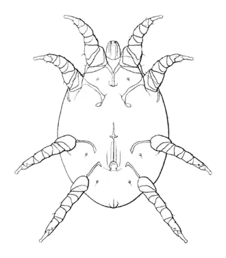 Возбудитель — клещ Cytodites nudus (самка, вид с брюшной стороны)