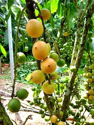 Баккорея кистистая (Baccaurea racemosa)