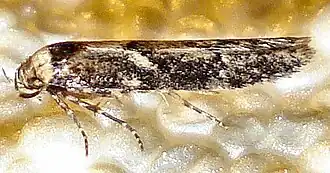 Blastobasis adustella