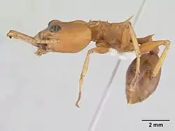 Daceton armigerum в профиль