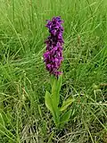 Ятрышник широколистный  (Orchis latifolia)