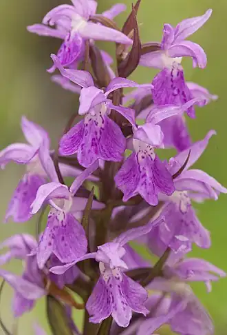 Пальчатокоренник эзельский