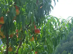 Персиковый сад