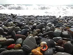 Моллюск рапан