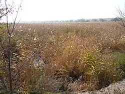 Река Дальник в районе Гребного канала (между сёлами Новая Долина и Прилиманское)