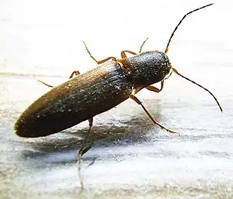 Dalopius marginatus