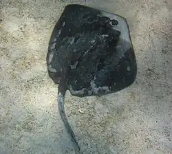 Калифорнийский хвостокол30 апреля 2015