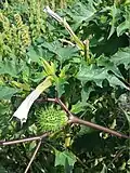 Дурман вонючий (Datura stramonium)