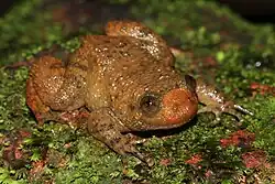 Nyctibatrachus petraeus