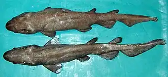 Глубоководная кошачья акула