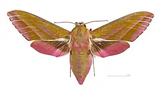 Винный бражник (Deilephila elpenor)