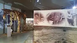 Скелет динотерия