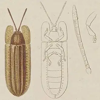 Щитоноска Delocrania cossyphoides