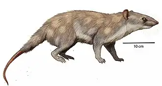 Реконструкция Deltatheridium praetrituberculare