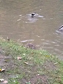 Около квадратного пруда в верхней части парка развелись крысы, чего не было в парке до 2010-го года (октябрь 2020 г.).