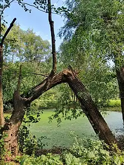 Около малого нижнего пруда Демидовского парка (сентябрь 2024 г.).