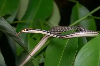 Блестящий древесный уж