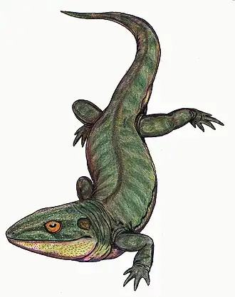 Реконструкция Dendrerpeton sp.