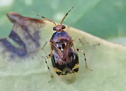 Deraeocoris lutescens