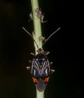 Deraeocoris ruber