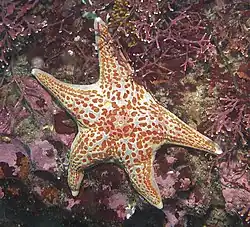 Dermasterias imbricata