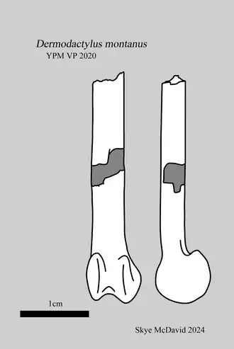 Рисунок голотипа