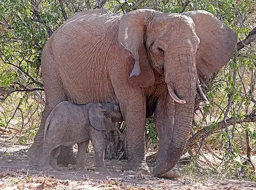 Молочный детёныш