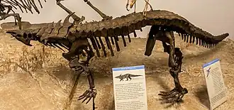 Смонтированный скелет десматозуха  (Петрифайд-Форест)