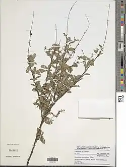 Desmodium ramosissimum