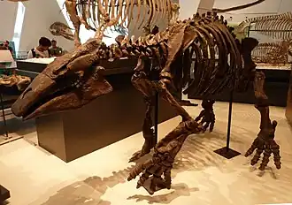 Десмостилюс в Королевском музее Онтарио