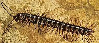 Многоножка Desmoxytes corythosaurus