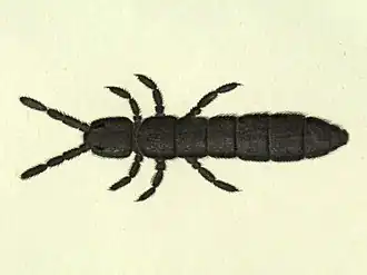 Ногохвостка Глетчерная блоха (Desoria saltans)