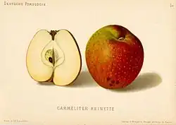 Сорт «Carmeliter-Reinette»