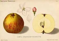 Сорт «Cox's Orangen-Reinette»