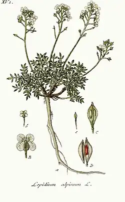 Hornungia alpina. Ботаническая иллюстрация Якоба Штурма из книги Deutschlands Flora in Abbildungen, 1796