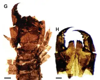 Ископаемые образцы