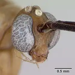 Голова самца, Diacamma scalpratum