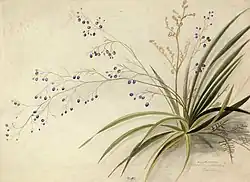 Dianella intermedia
