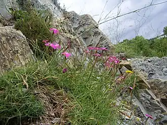 Цветущее растение