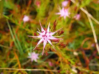 Diastella proteoides