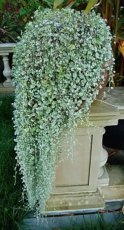 Дихондра серебристая (Dichondra argentea)