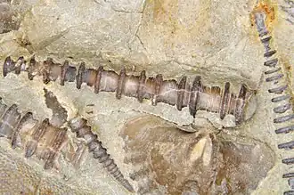 Тентакулит Tentaculites gedinnianus рядом с брахиоподой Punctospirella fragilis