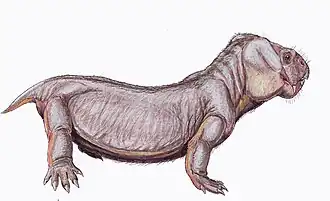 Dicynodon trigonocephalus
