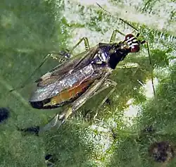 Dicyphus pallicornis