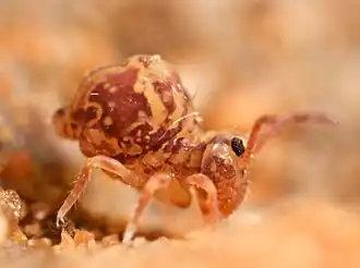 Dicyrtomina ornata