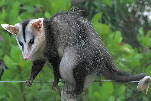 Белобрюхий опоссум