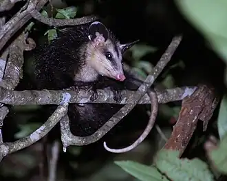Didelphis imperfecta